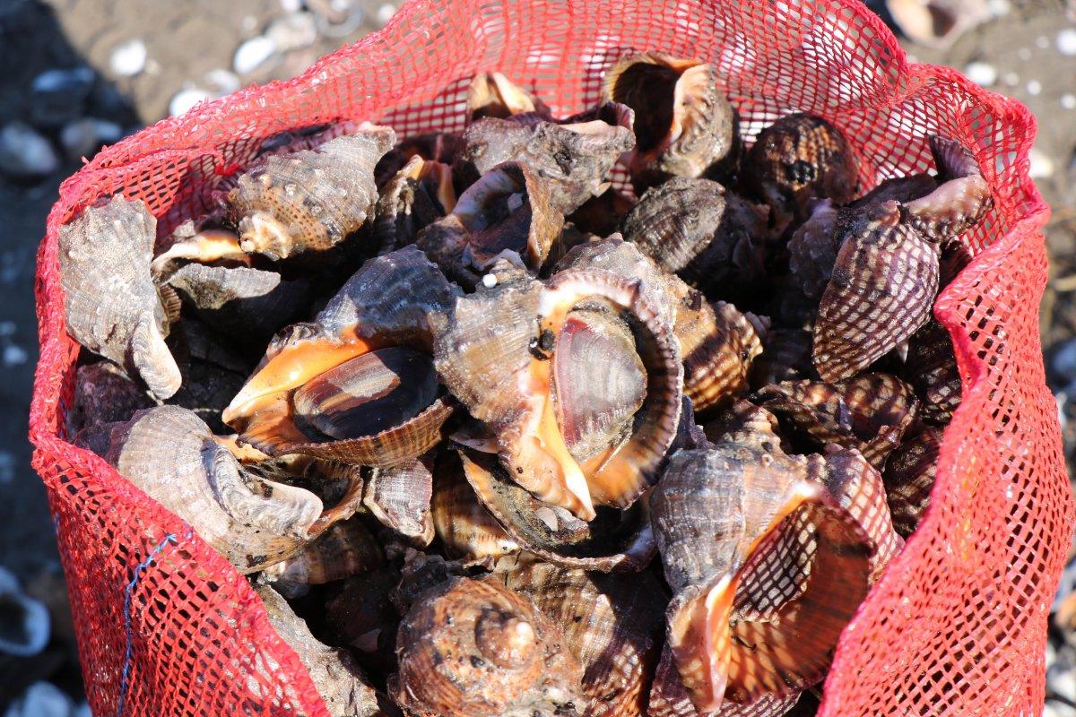 Samsun'da kıyıya vuran salyangozlar ekmek kapısı oldu