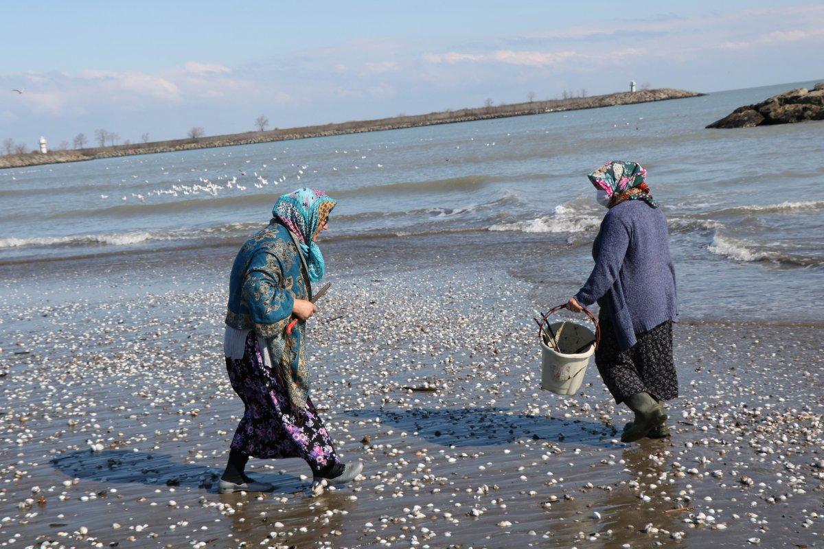 Samsun'da kıyıya vuran salyangozlar ekmek kapısı oldu
