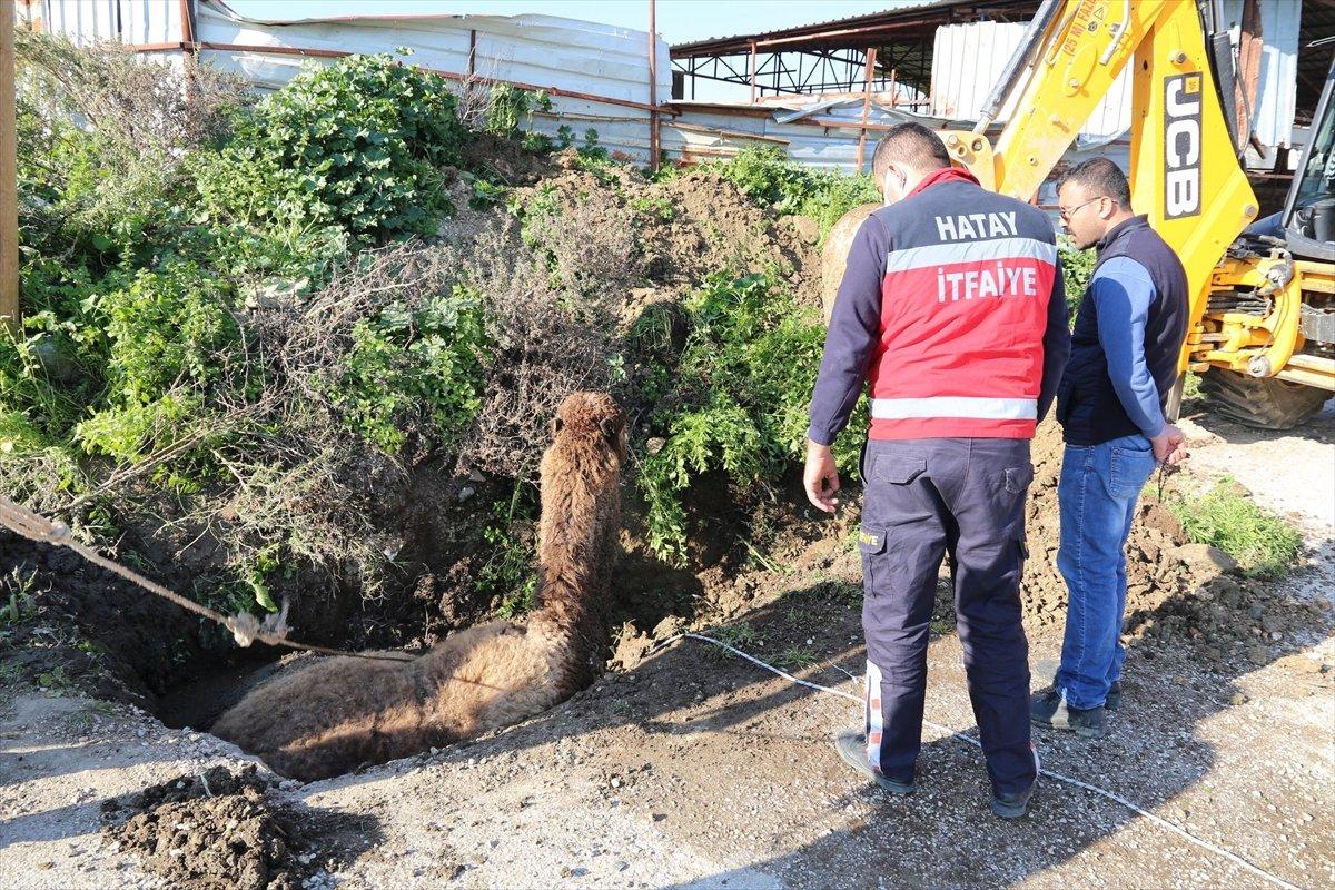Hatay'da su kanalına düşen deve kurtarıldı