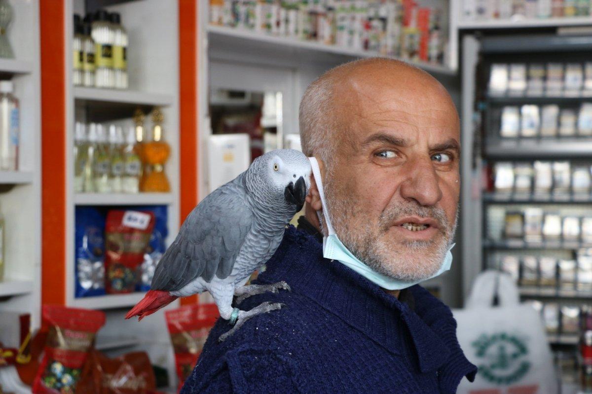 Niğde'deki papağan, İhlas Suresi'ni okuyor