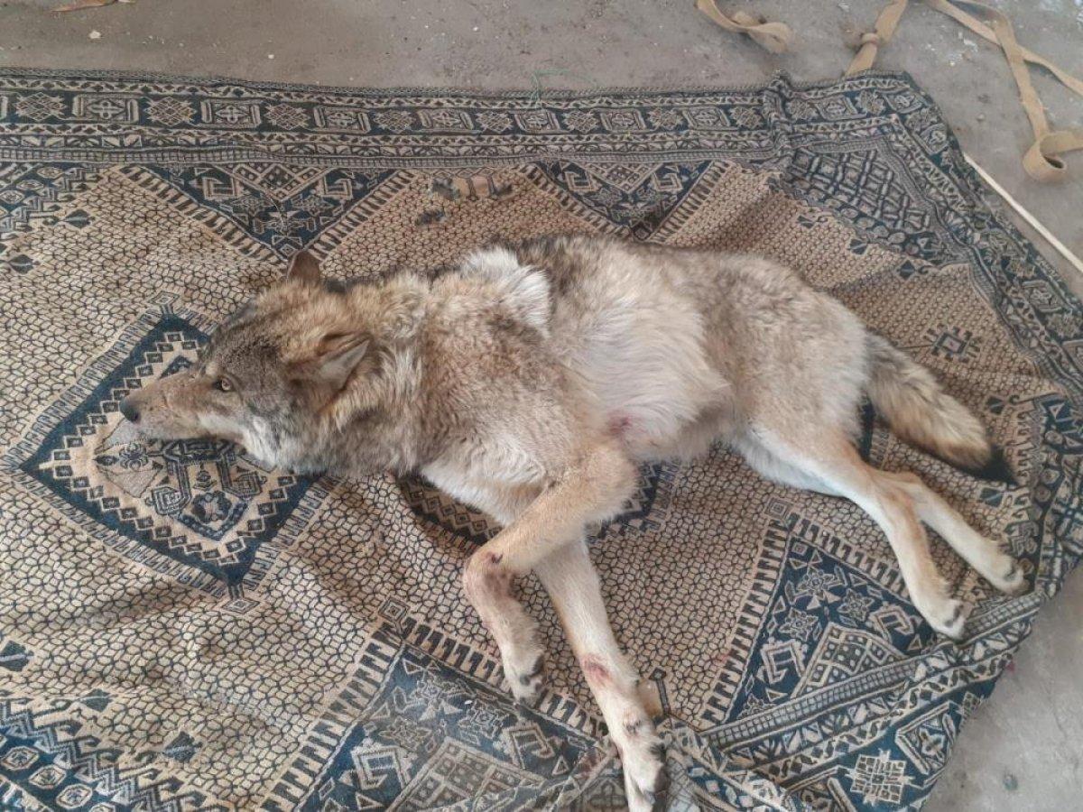 Ardahan'da yaralı kurt donmaktan kurtarıldı