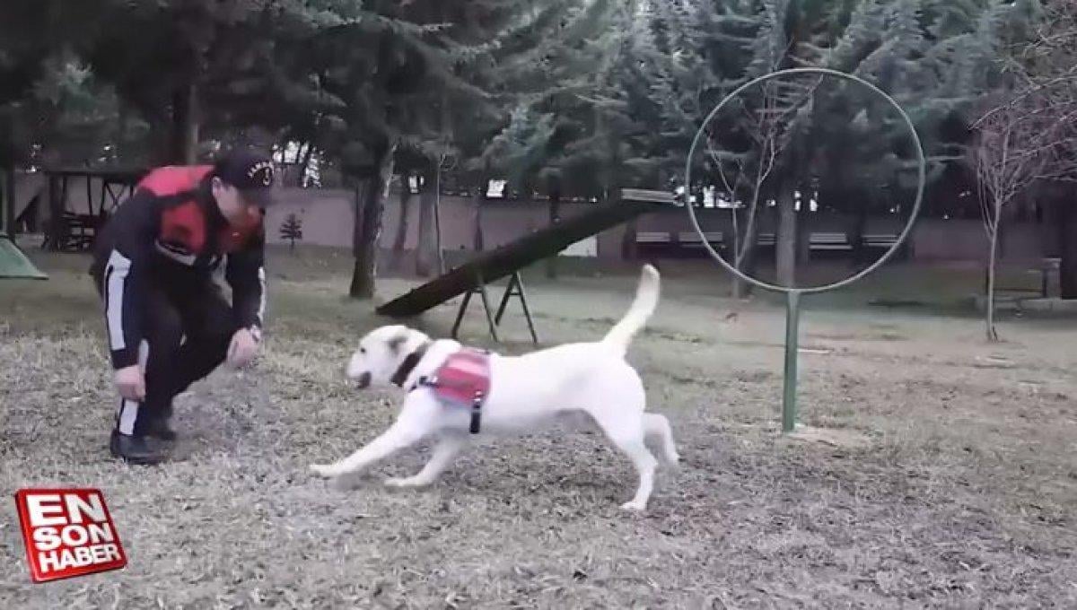 Bomba arama köpeği Orya'nın eğitim görüntüleri