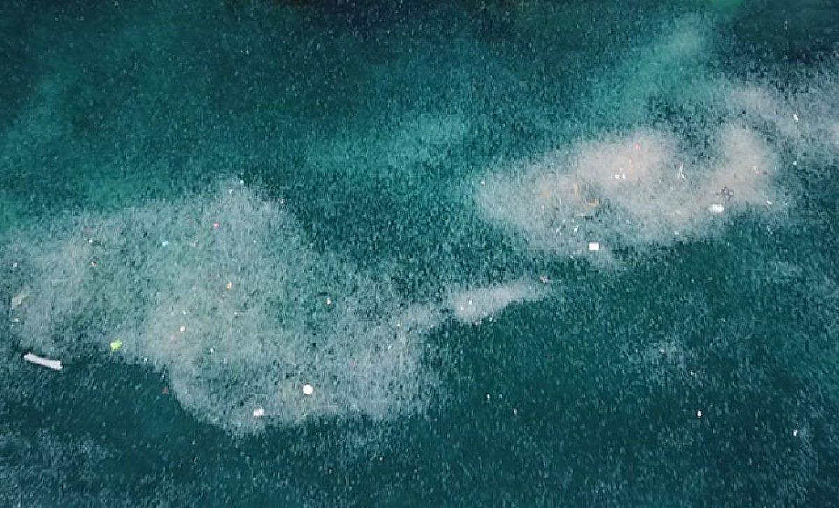 İstanbul Boğazı'nda denizanası istilası