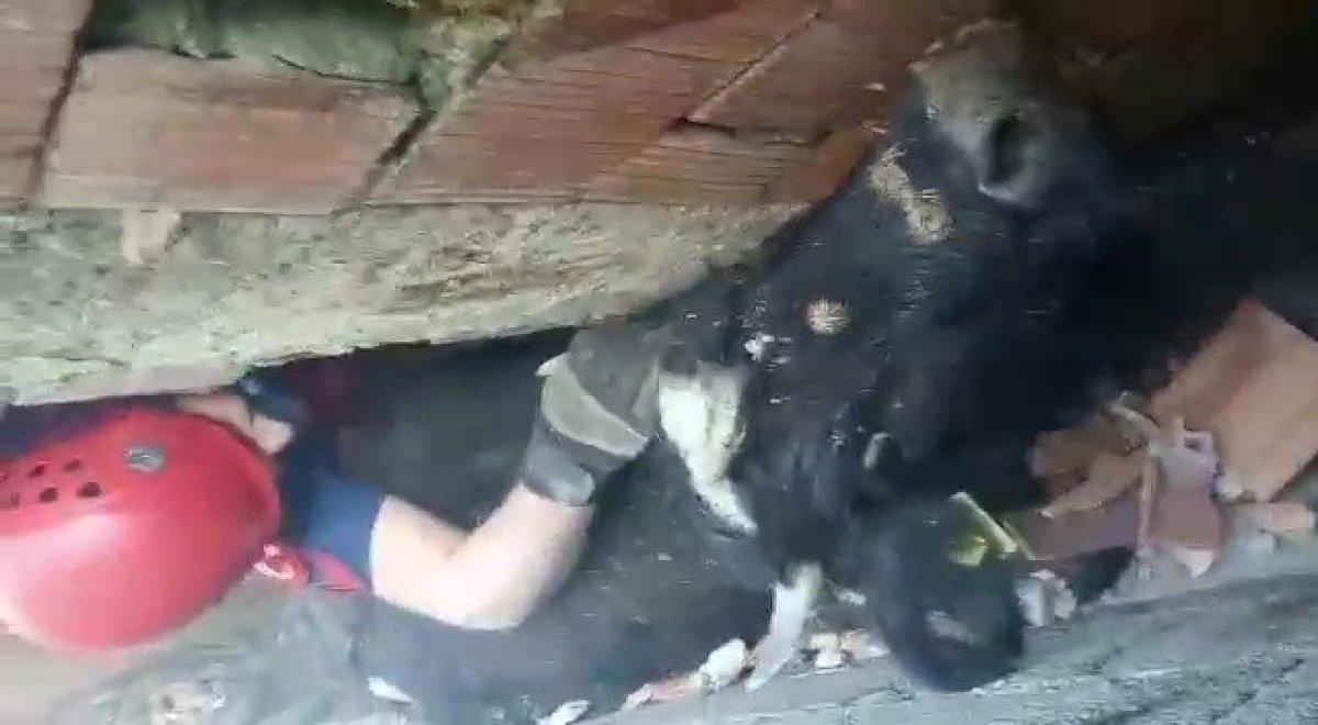 Düzce'de köpekten kaçan inek, duvara sıkıştı