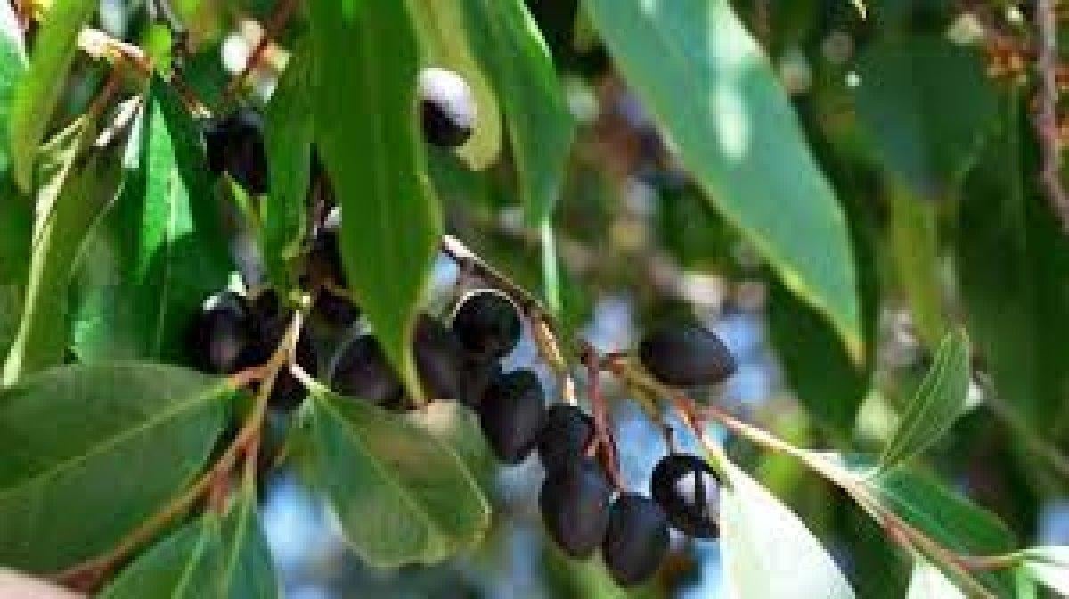 Kebabe nedir, faydaları nelerdir, hangi hastalıklara iyi gelir? Kebabe çayı nasıl yapılır?