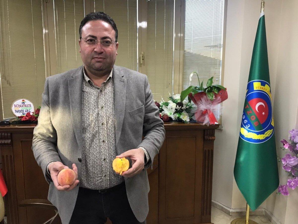 Şeftali hasadı yapıldı