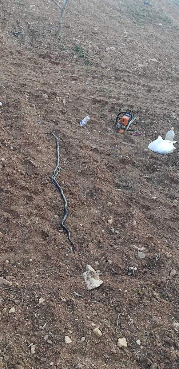 Siirt’te sıcak hava ile birlikte yılanlar da ortaya çıktı