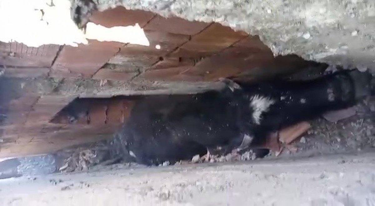 Düzce'de köpekten kaçan inek, duvara sıkıştı