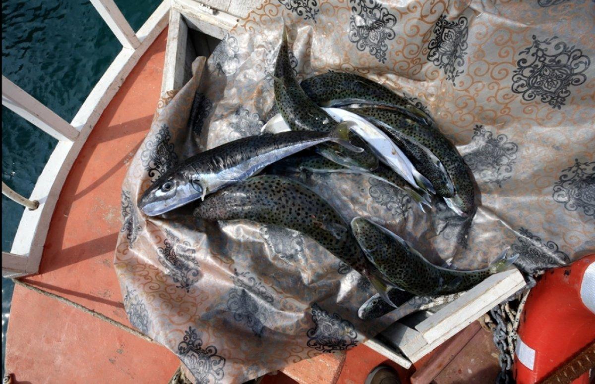 Balon balığı zehirli