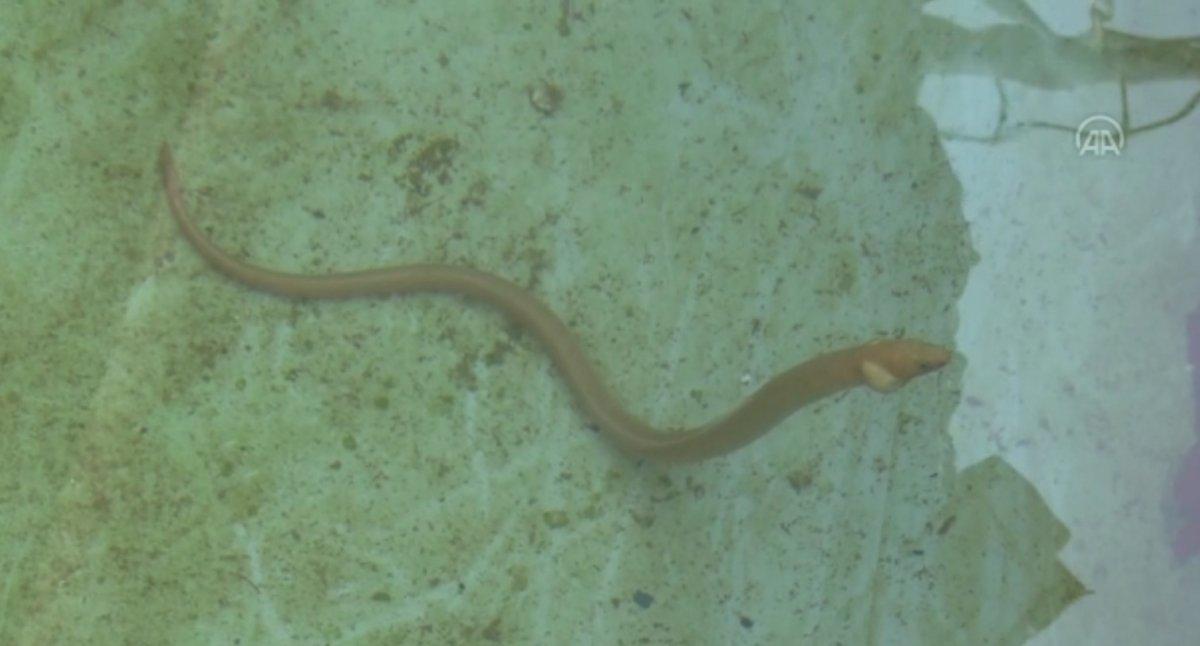 ‘Yılan kurdu balığı’ Çanakkale Boğazı'nda görüntülendi