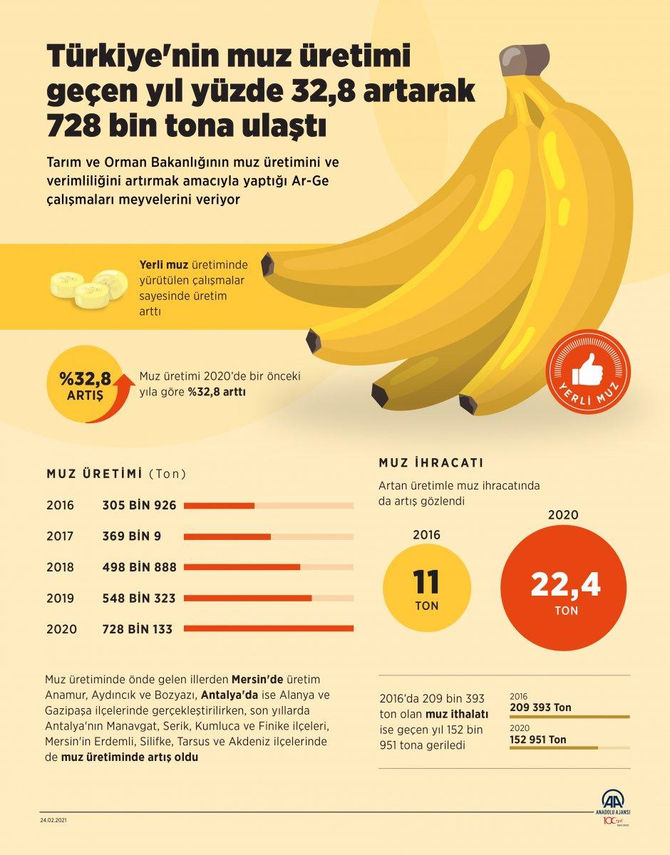 Türkiye'nin muz üretimi 728 bin tona ulaştı