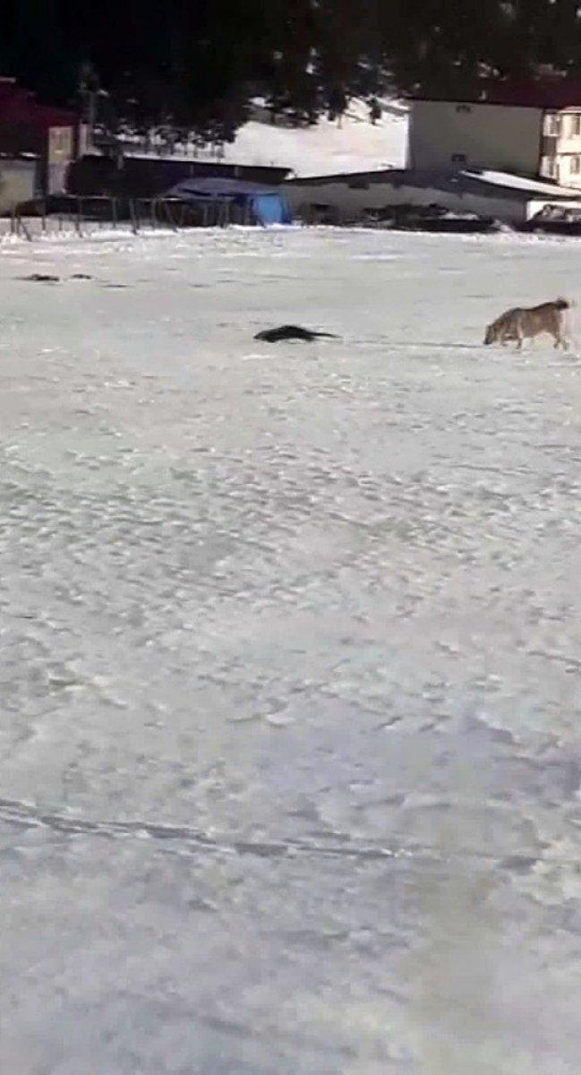 Ardahan'da su samuru, köpeklerin elinden son anda kurtuldu