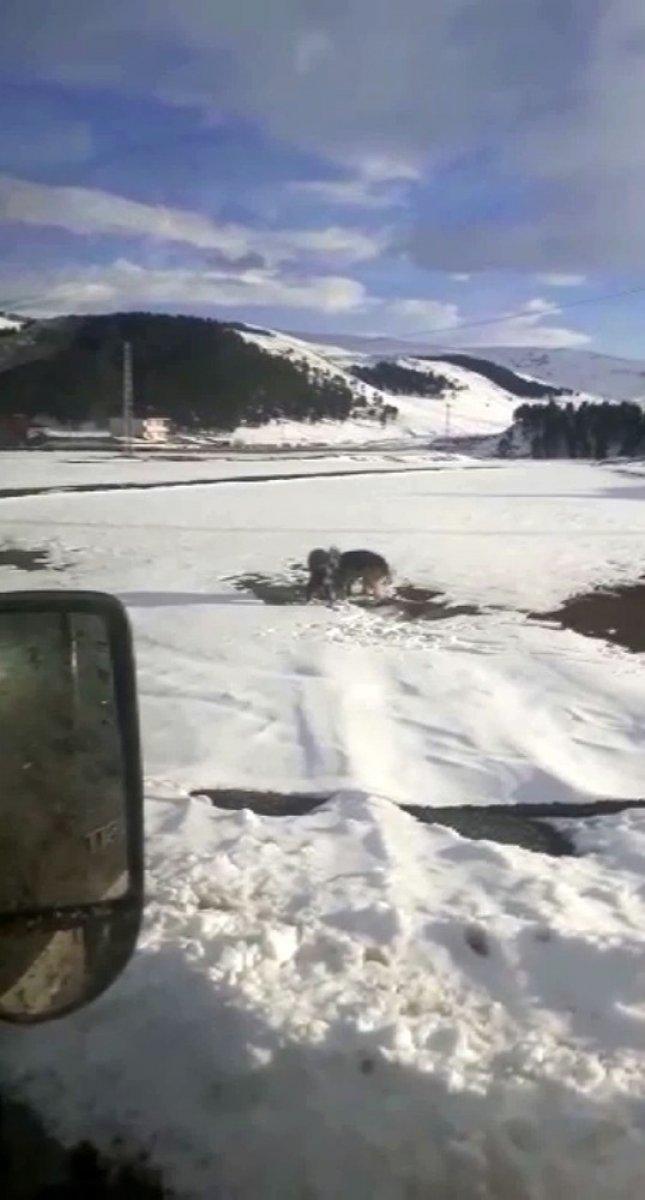 Ardahan'da su samuru, köpeklerin elinden son anda kurtuldu