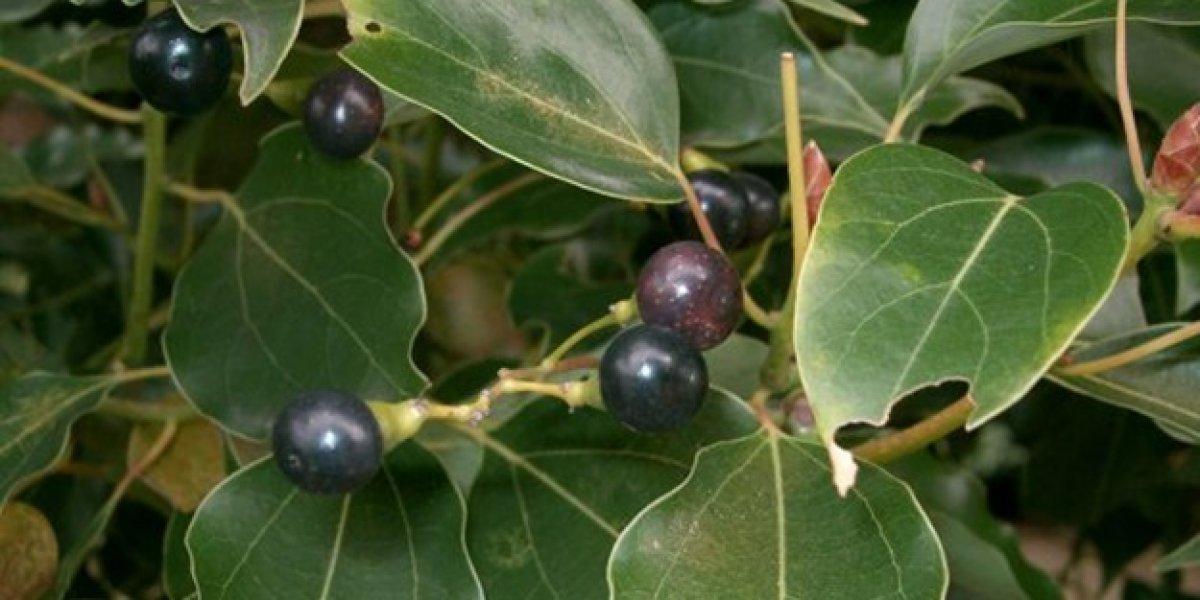 Kafur nedir, faydaları nelerdir? Kafur nasıl kullanılır?