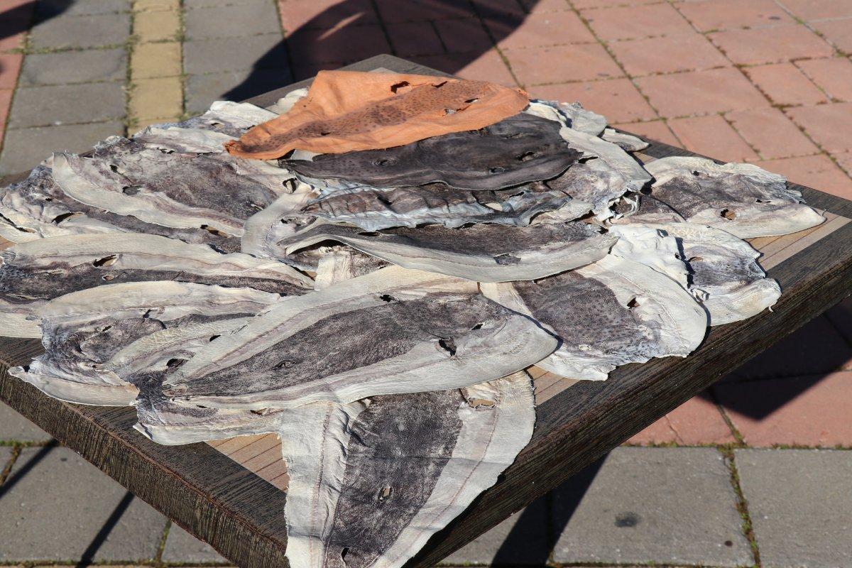 Balon balığı zehirli