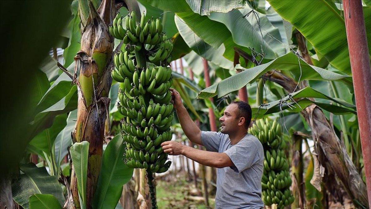 Türkiye'nin muz üretimi 728 bin tona ulaştı
