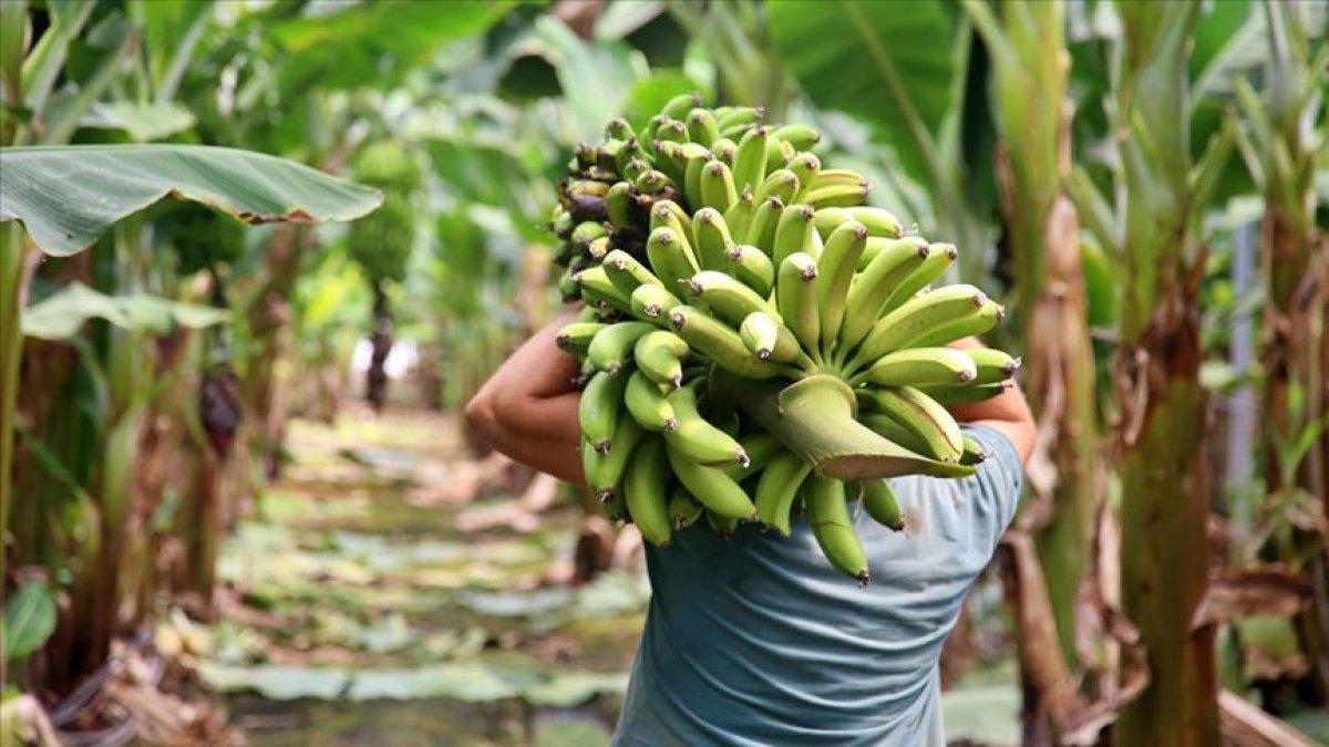 Türkiye'nin muz üretimi 728 bin tona ulaştı