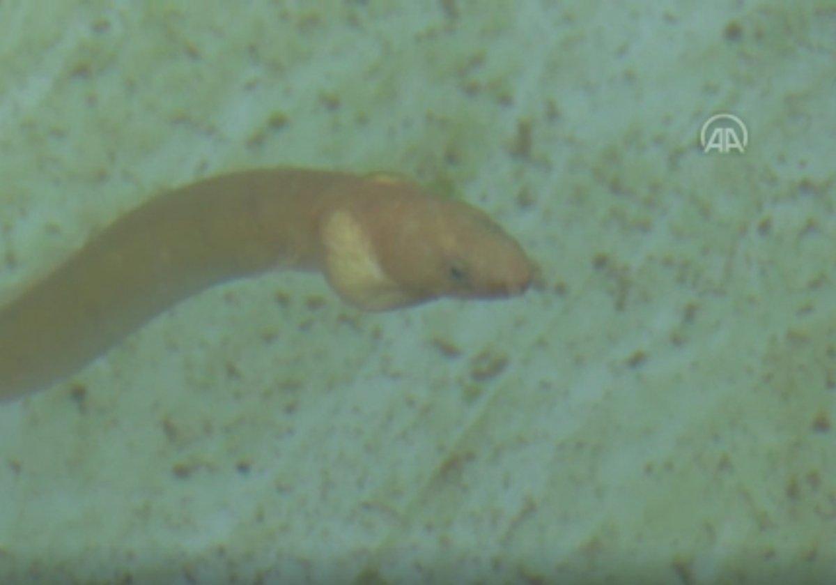 ‘Yılan kurdu balığı’ Çanakkale Boğazı'nda görüntülendi