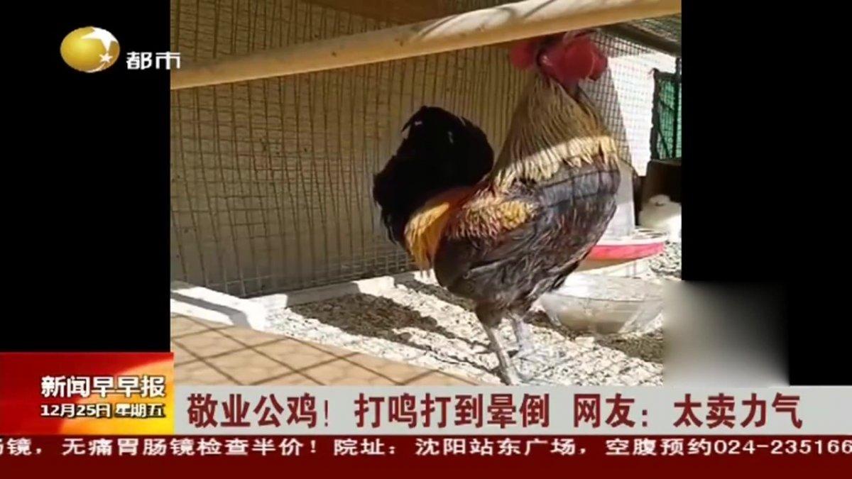 Denizli horozunun ünü dünyaya ulaştı