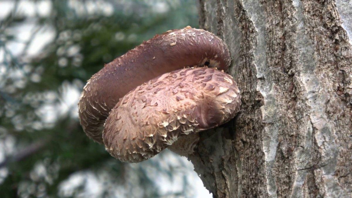 Şitaki (Shiitake) mantarı faydaları nelerdir? Şitaki mantarı zehirli mi, yenir mi?
