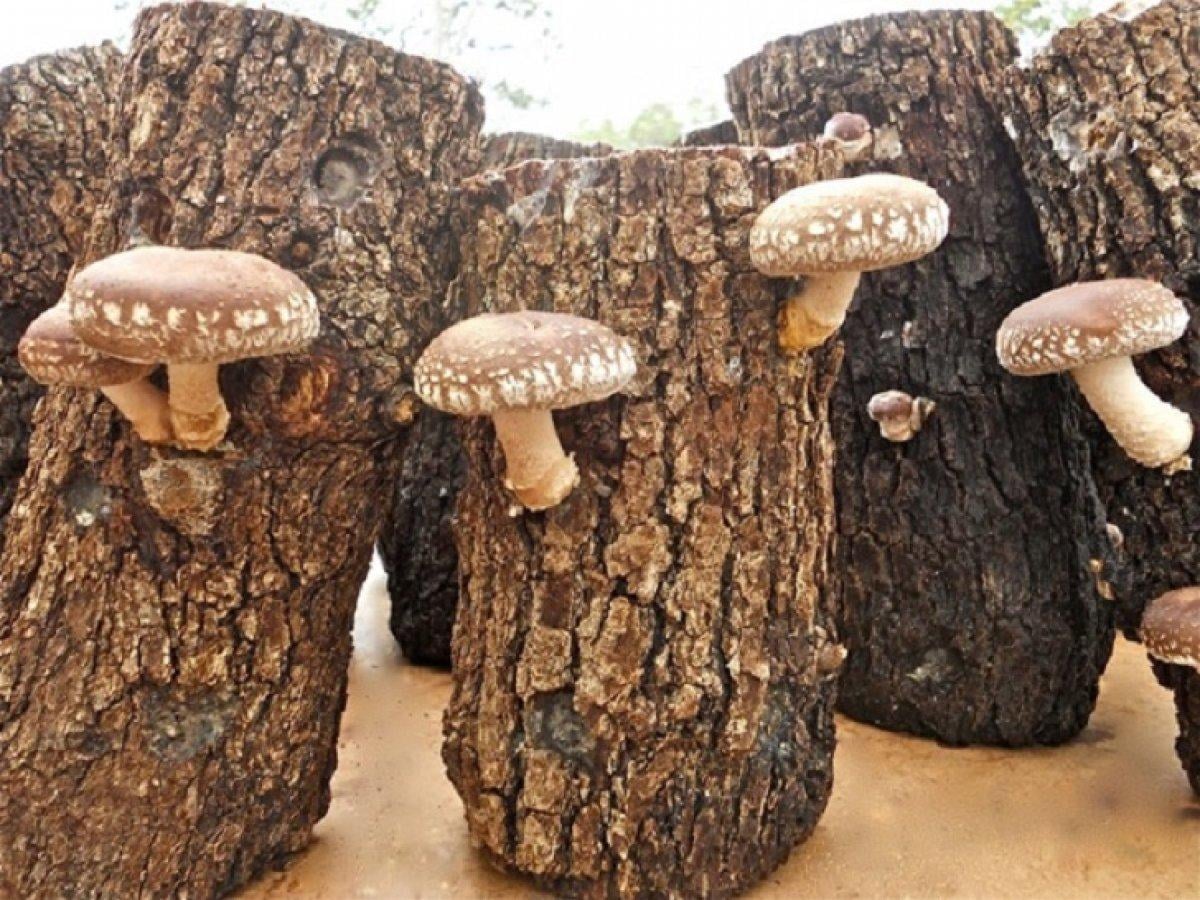 Şitaki (Shiitake) mantarı faydaları nelerdir? Şitaki mantarı zehirli mi, yenir mi?