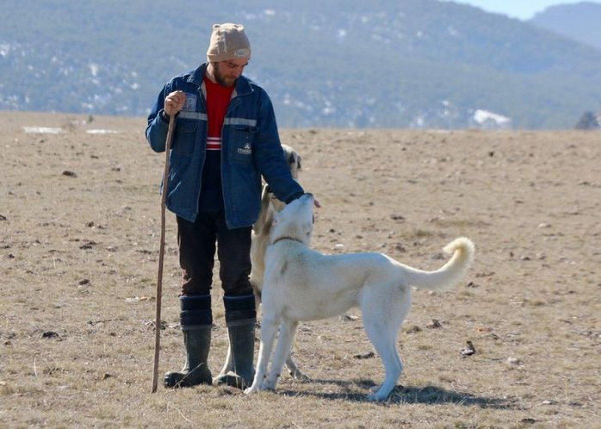 Eskişehirli genç avukat çobanlık mesleğini seçti