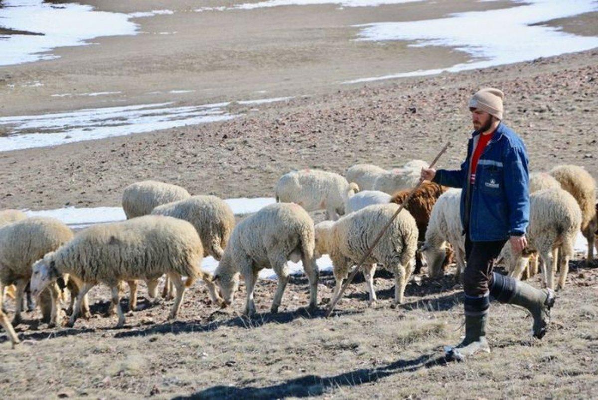 Eskişehirli genç avukat çobanlık mesleğini seçti