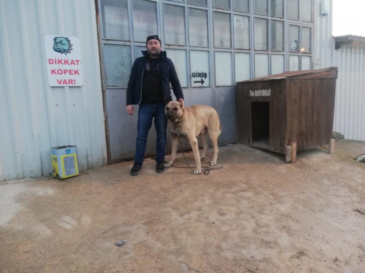 Kütahya'da hırsızlar bir köpeği şiddet uygulayarak kaçırdı