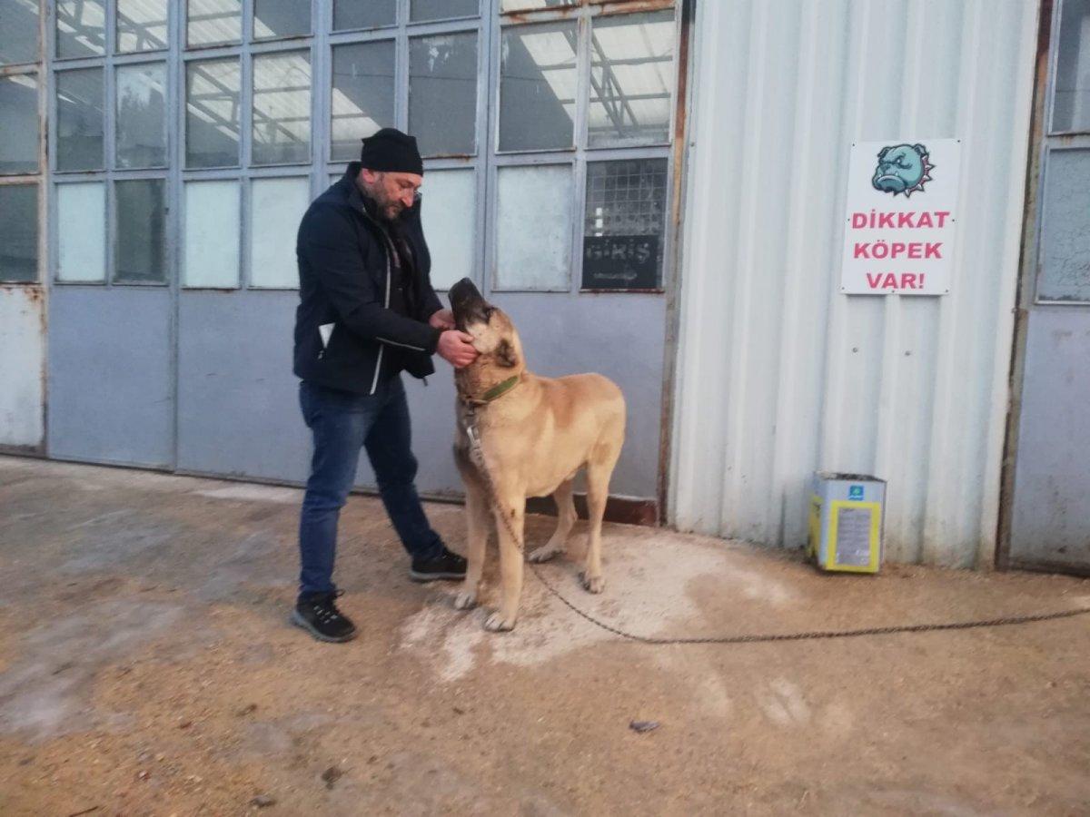 Kütahya'da hırsızlar bir köpeği şiddet uygulayarak kaçırdı