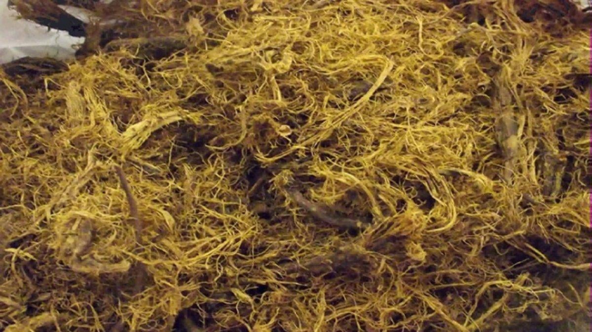 Meyan kökü nedir, faydaları nelerdir? Meyan kökü nasıl tüketilir?