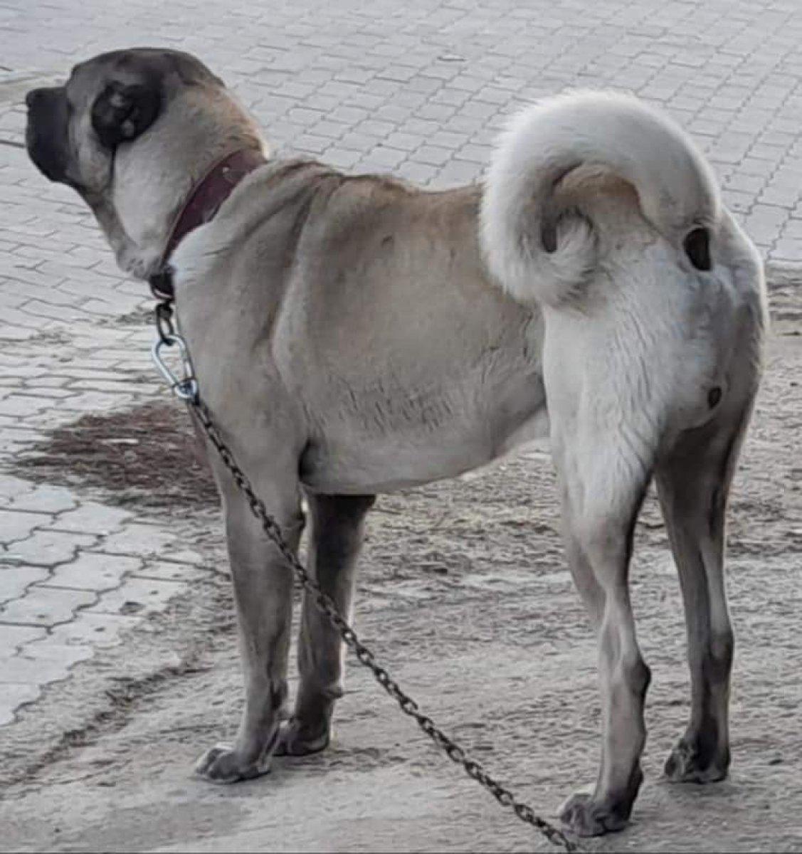 Kütahya'da hırsızlar bir köpeği şiddet uygulayarak kaçırdı