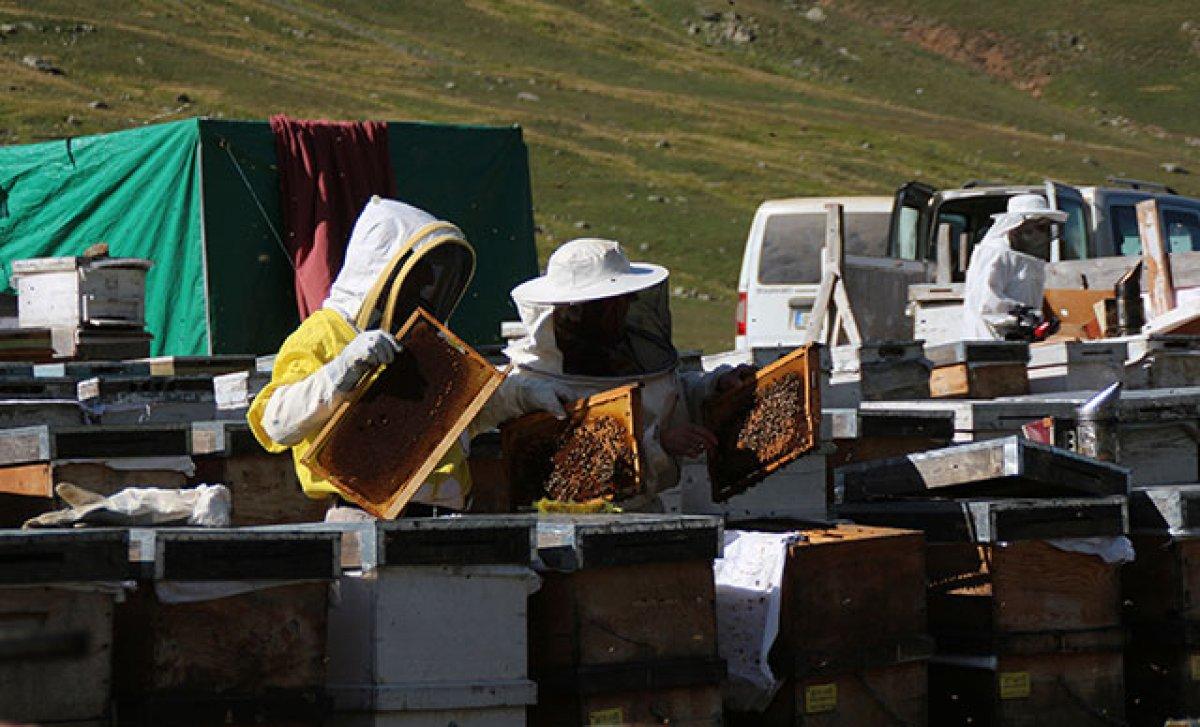 Anzer balına coğrafi işaret tescili