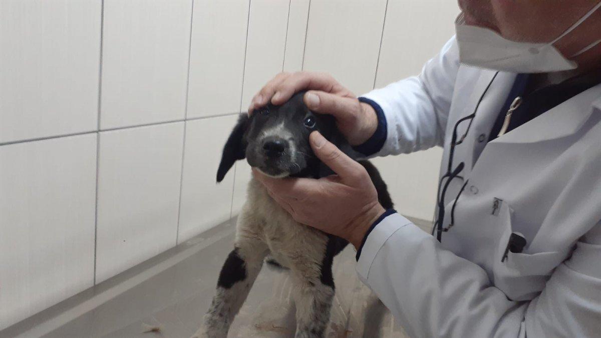 Ordu'da yavru köpeği ezen sürücü kamerada