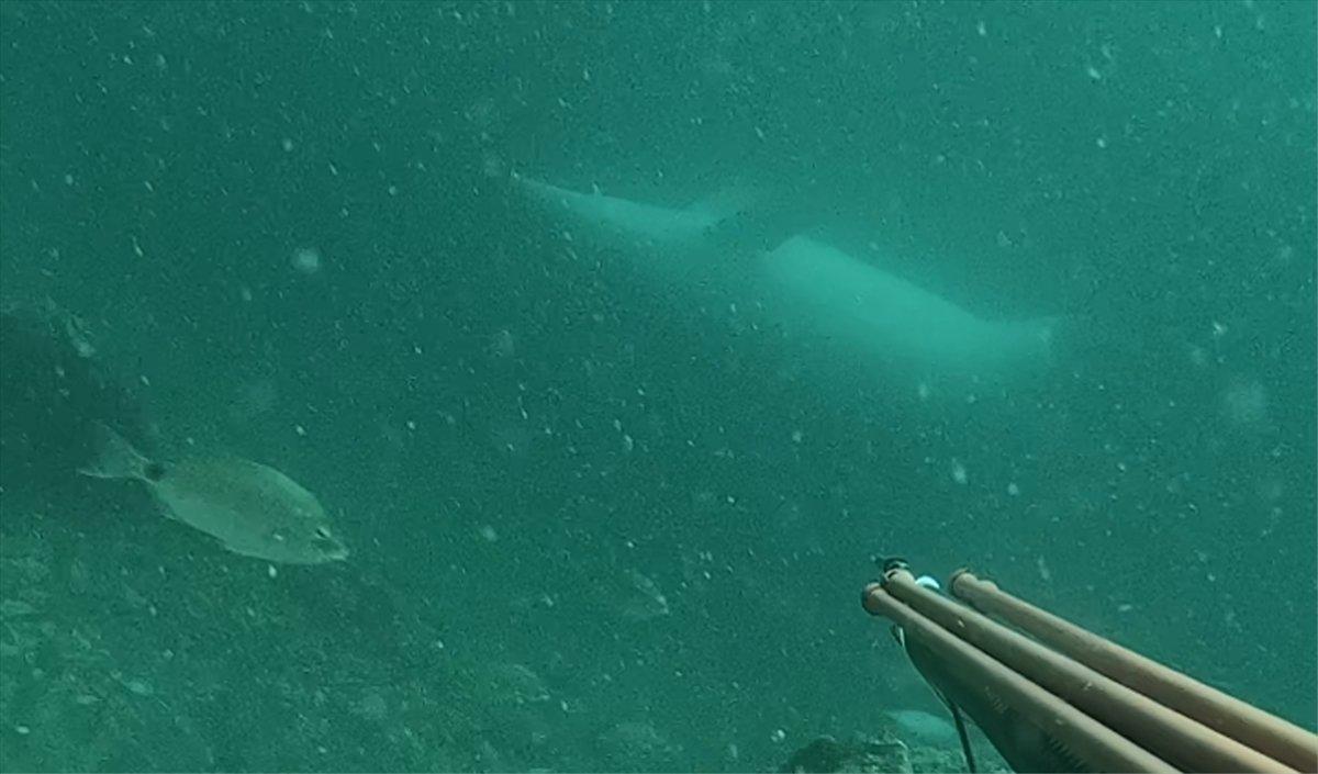 Çanakkale'de ters yüzen yunus