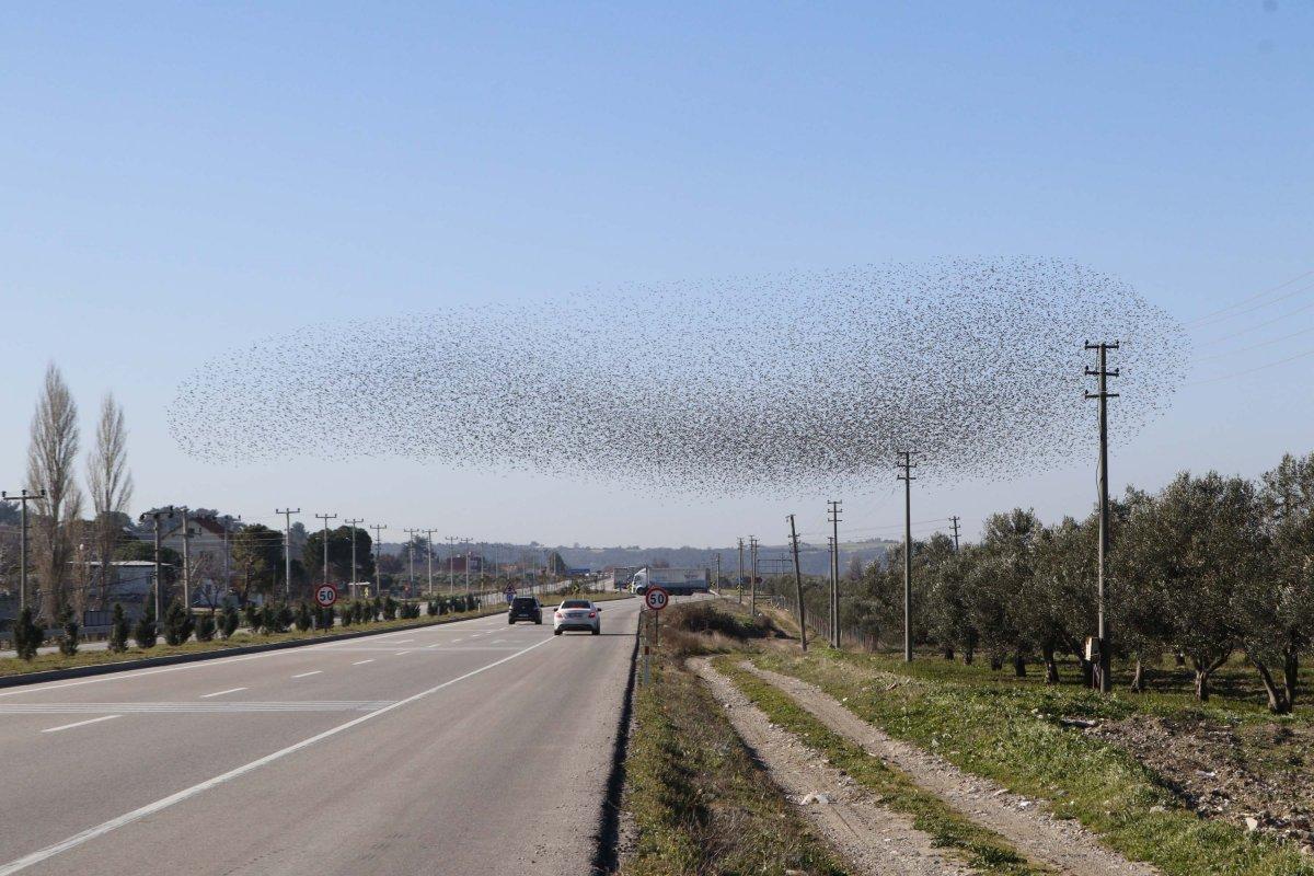Çanakkale semalarında binlerce sığırcık kuşu görüntülendi
