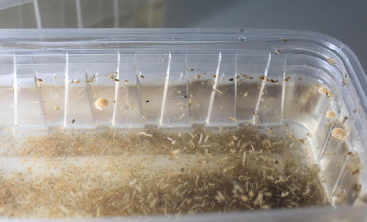 Türkiye'de kuraklık nedeniyle sivrisinek popülasyonu arttı