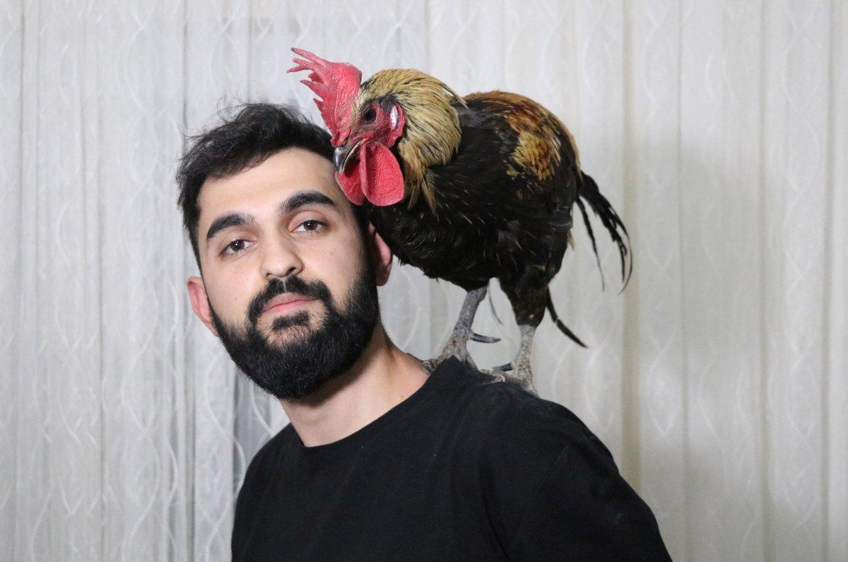 Denizli'de öterken bayılan fenomen horozun 10 yavrusu oldu