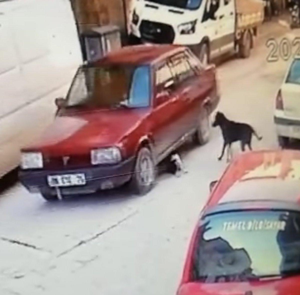 Ordu'da yavru köpeği ezen sürücü kamerada