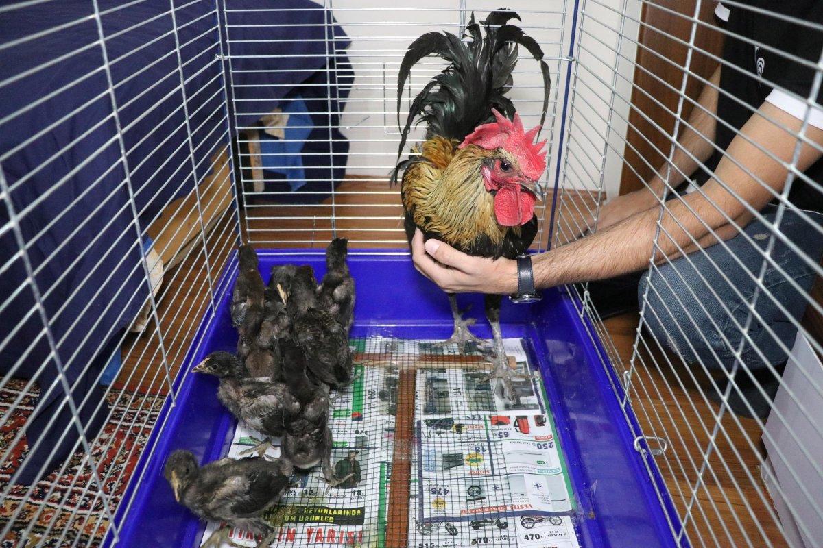 Denizli'de öterken bayılan fenomen horozun 10 yavrusu oldu