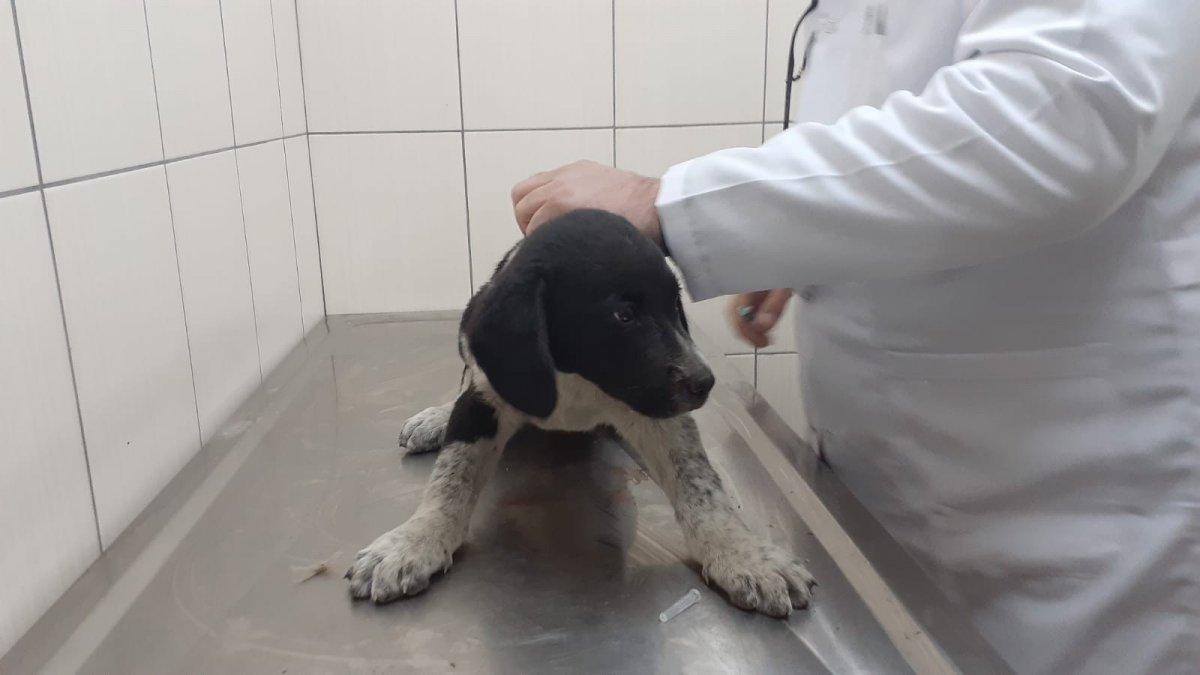Ordu'da yavru köpeği ezen sürücü kamerada