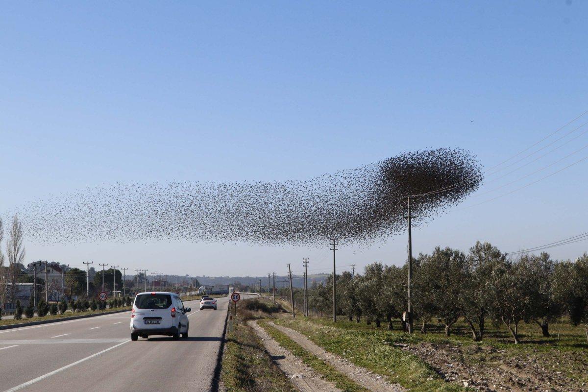 Çanakkale semalarında binlerce sığırcık kuşu görüntülendi