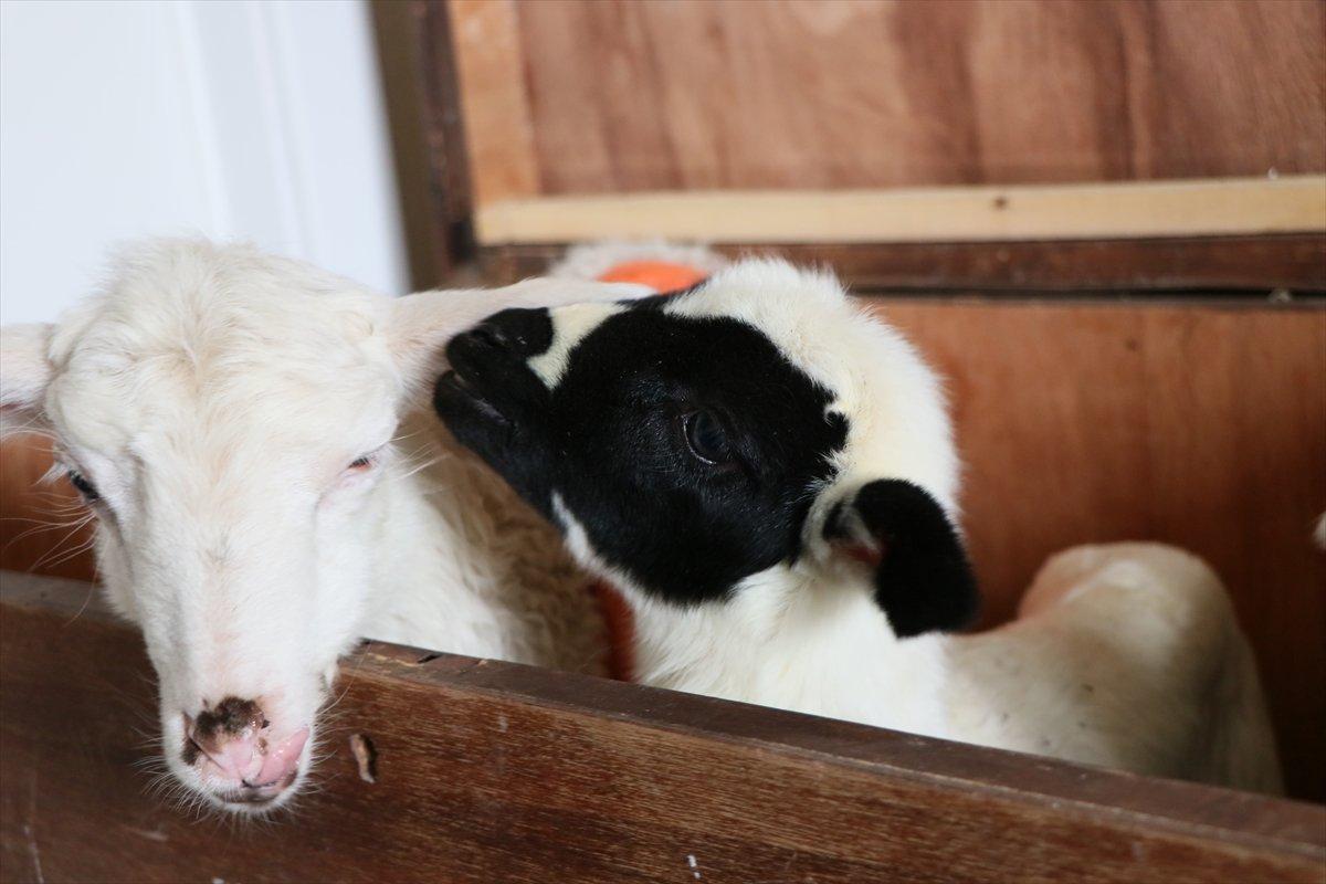 İzmir'de evinde kuzu besleyen kadın çeyiz sandığından yuva yaptı