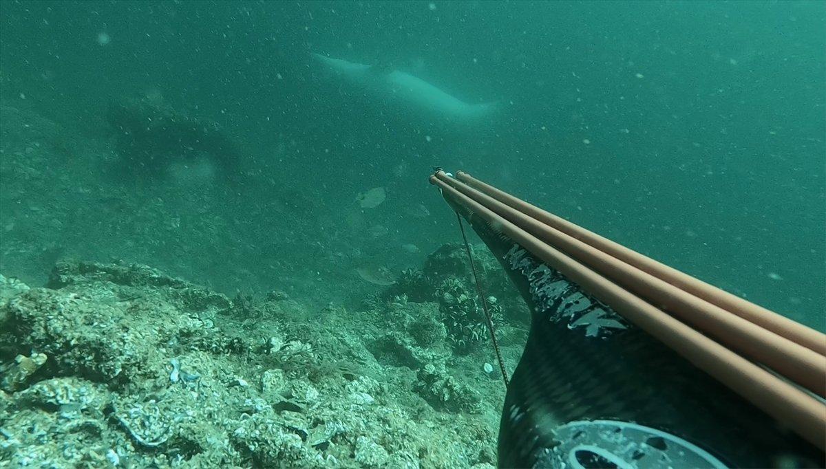 Çanakkale'de ters yüzen yunus