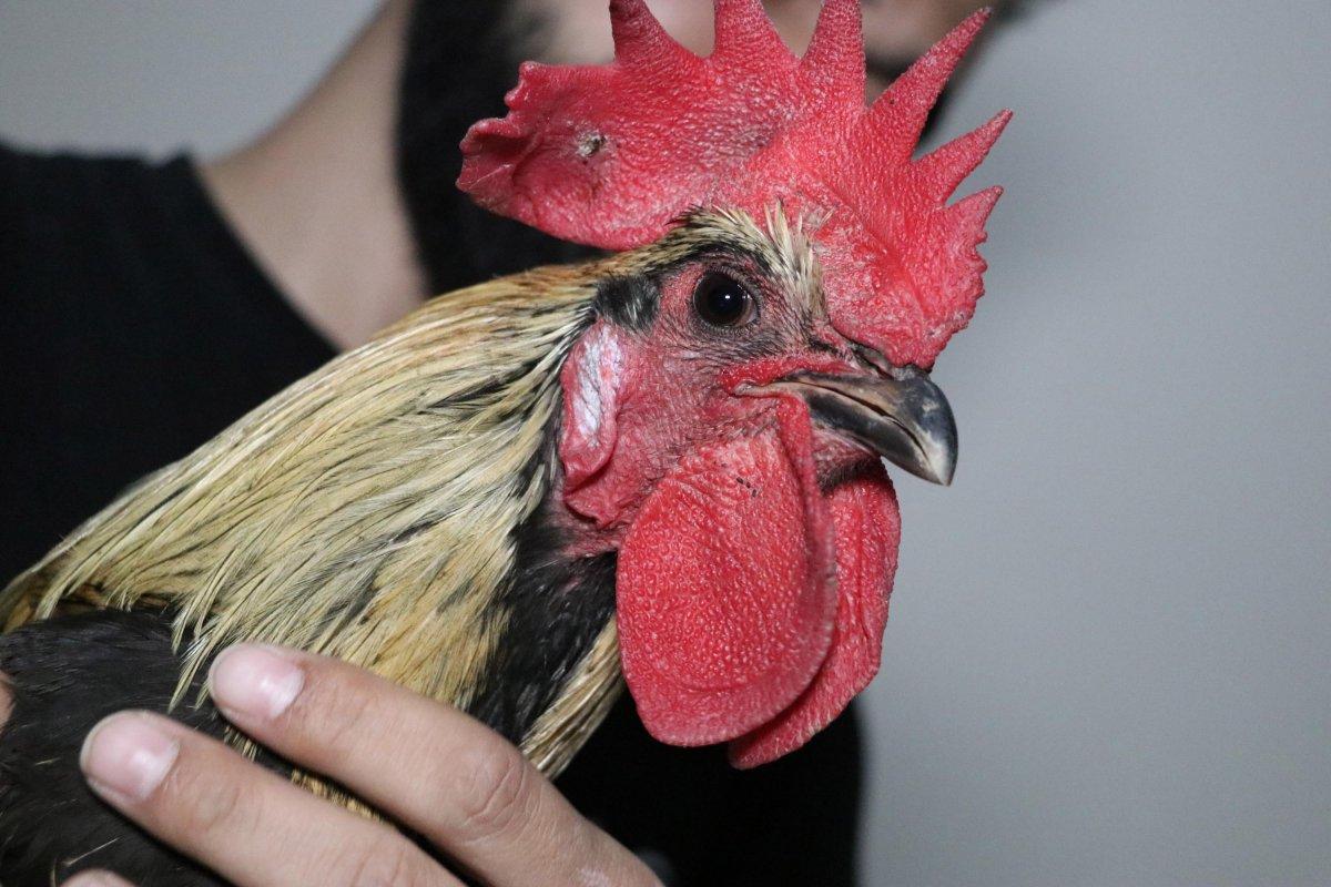 Denizli'de öterken bayılan fenomen horozun 10 yavrusu oldu