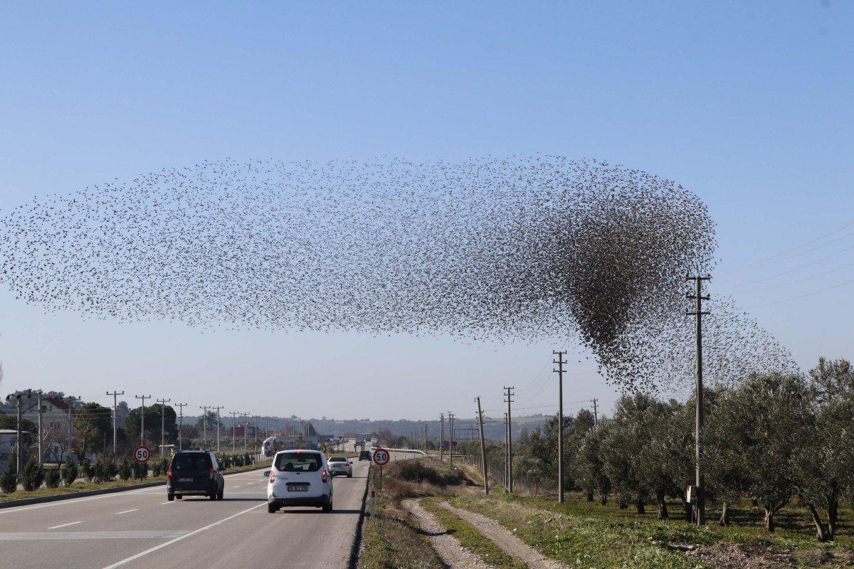 Çanakkale semalarında binlerce sığırcık kuşu görüntülendi
