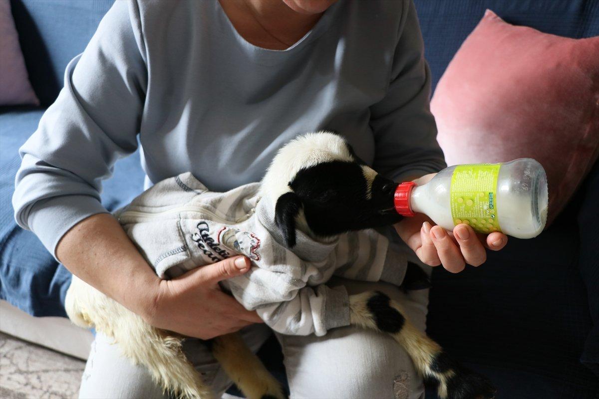 İzmir'de evinde kuzu besleyen kadın çeyiz sandığından yuva yaptı