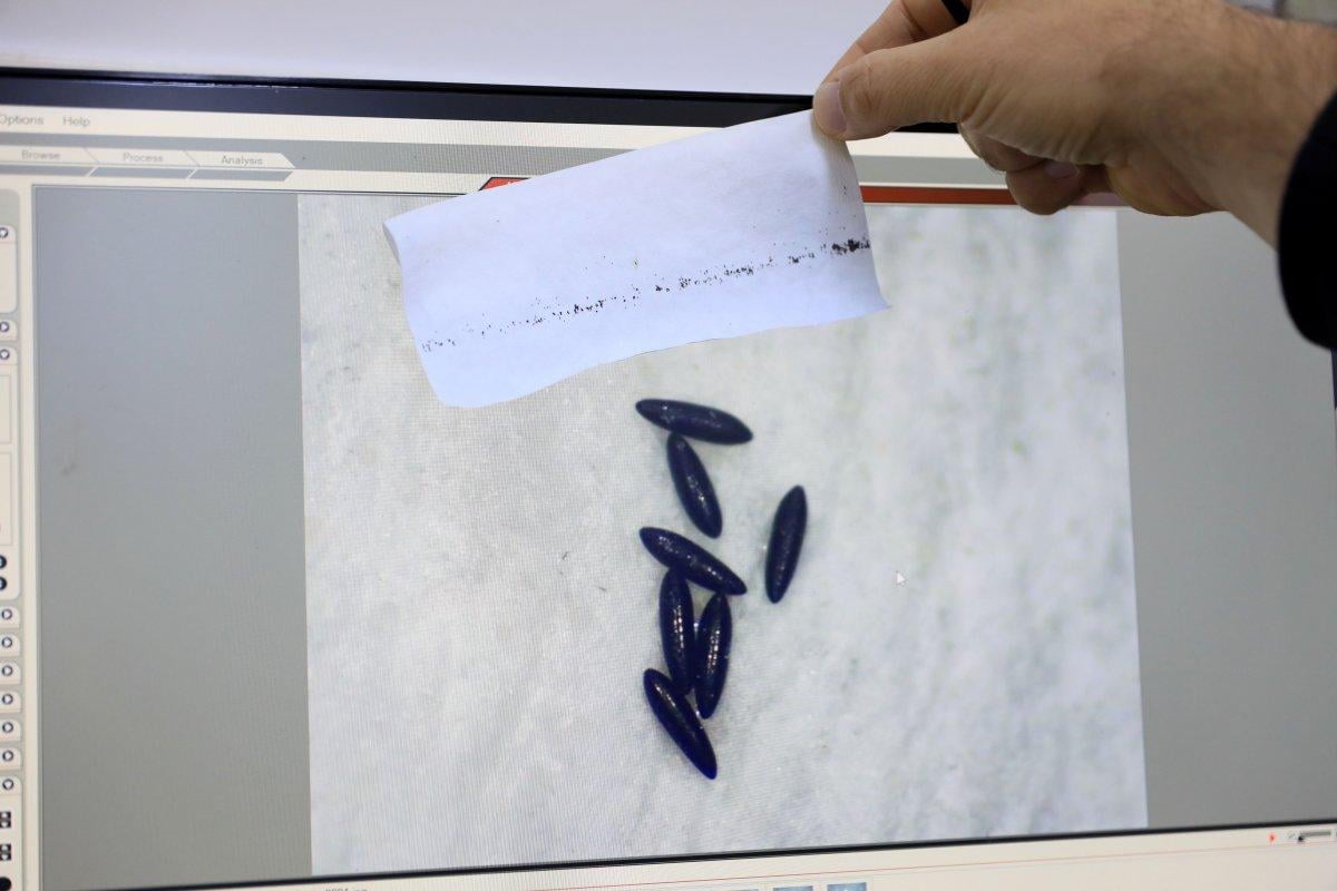 Türkiye'de kuraklık nedeniyle sivrisinek popülasyonu arttı