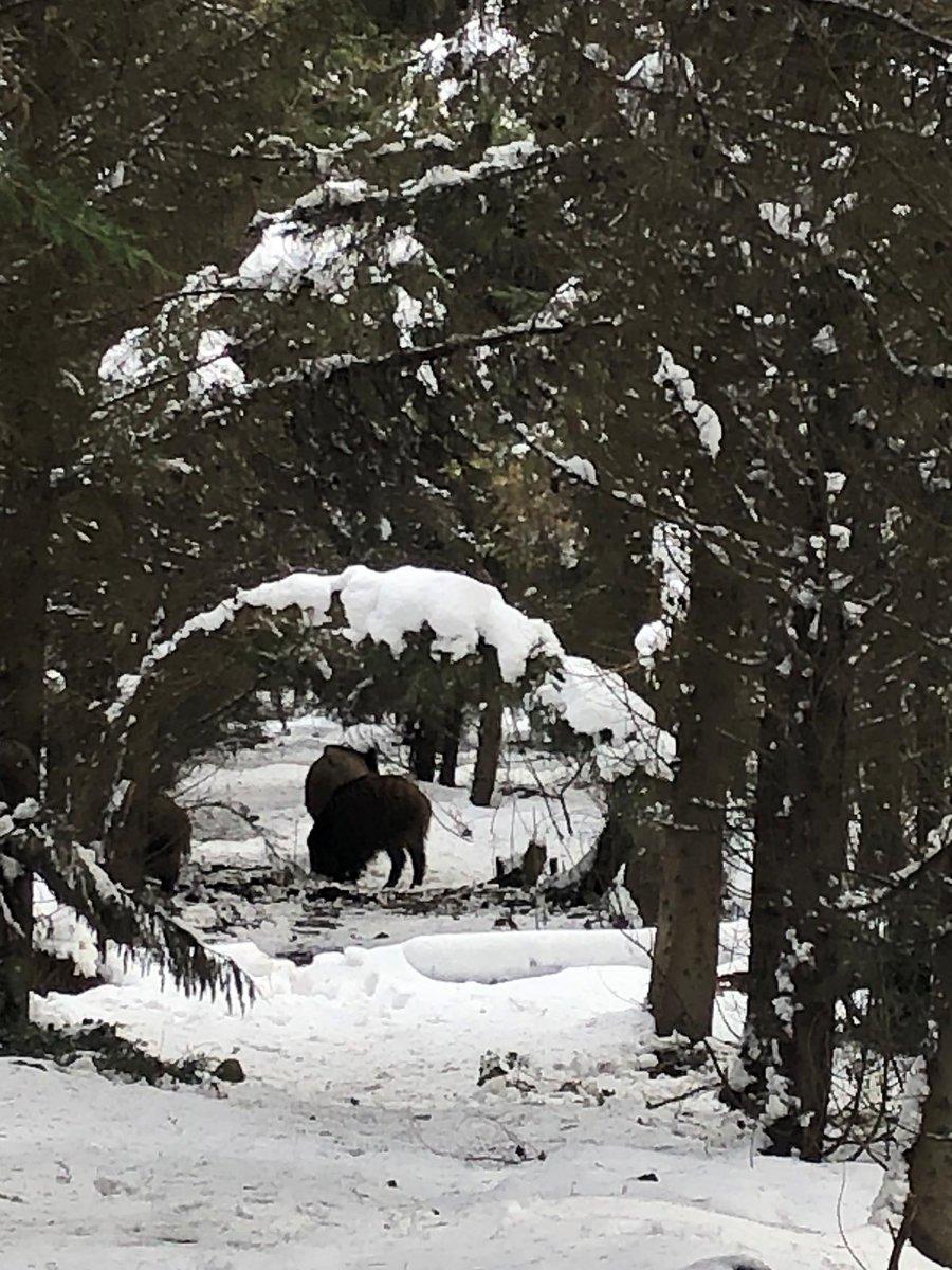 Sarıyer'de aç kalan domuzlar mesire alanına indi