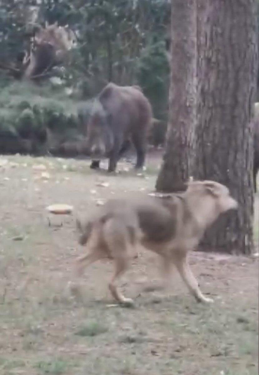Sarıyer'de aç kalan domuzlar mesire alanına indi