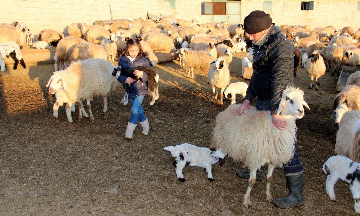 Erzincan'da süt kuzularının anneleri ile buluşma anı kameralara yansıdı